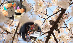 桜まつりの写真