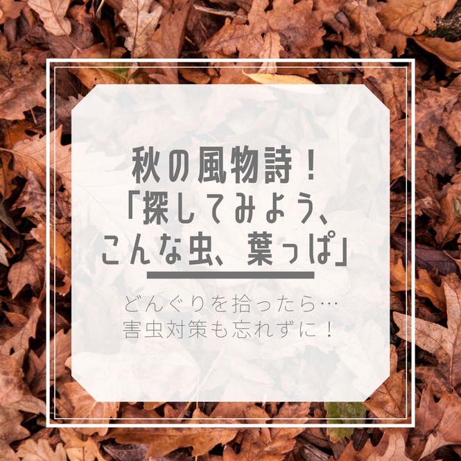 秋の風物詩！「探してみよう、こんな虫、葉っぱ」タイトル画像