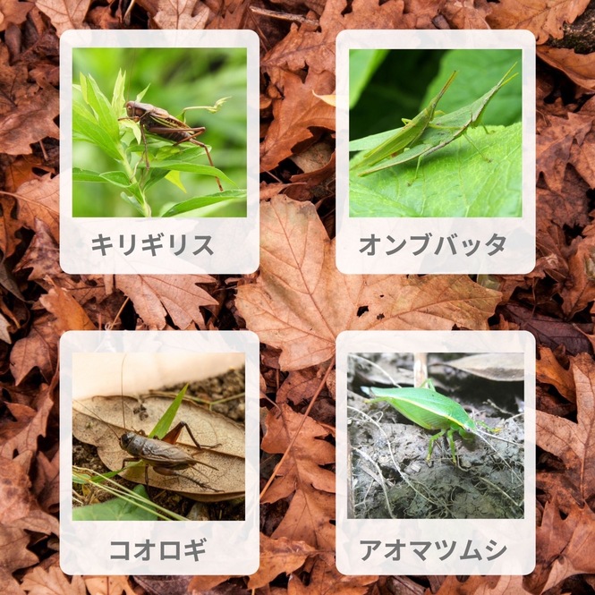 説明は以下に記載