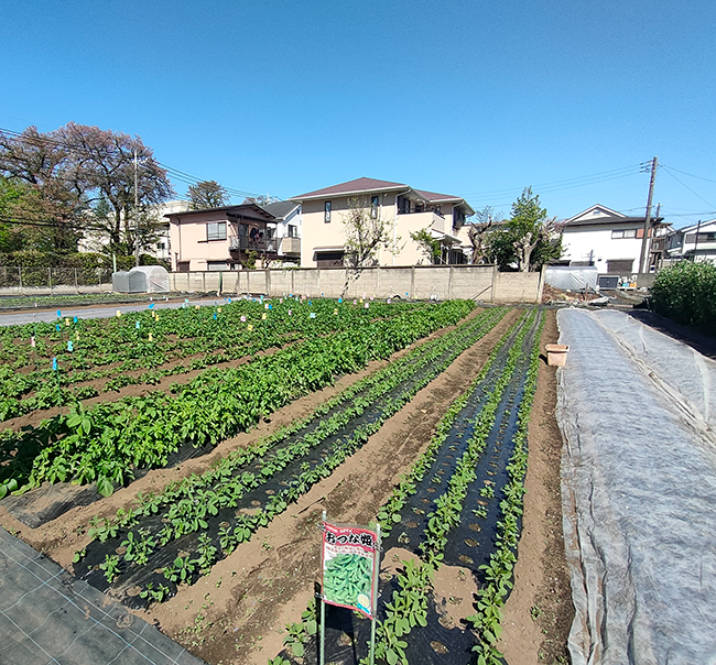 じぶん畑