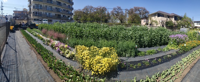 野菜も花もすくすく